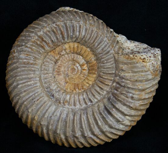 Superb Parkinsonia Ammonite #9702